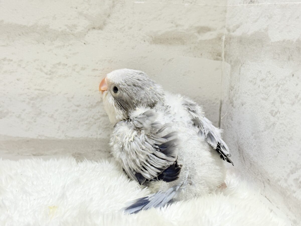 オキナインコ