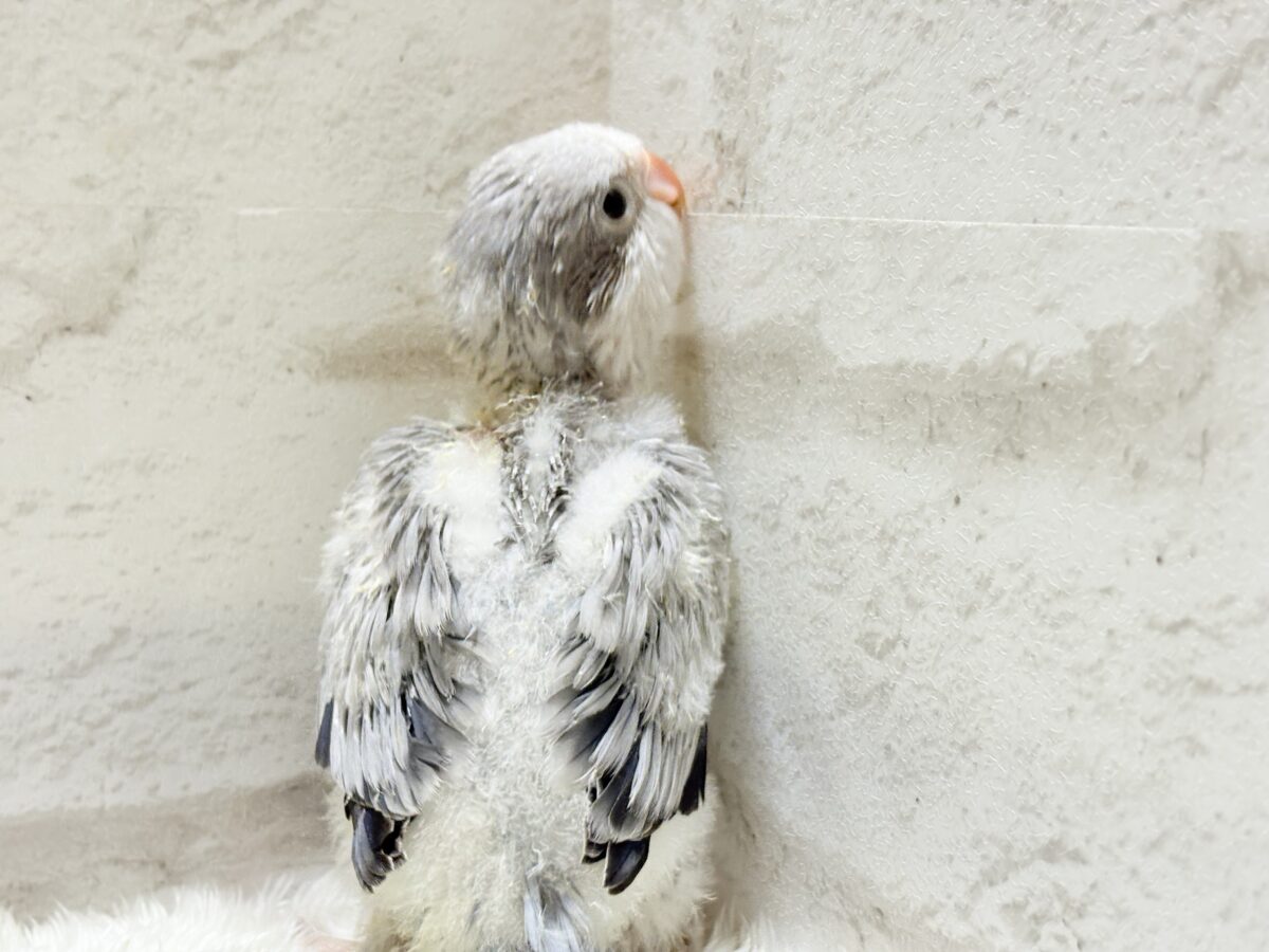 オキナインコ
