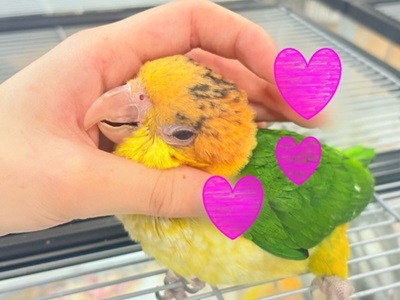 【最新画像】大きなおめめがチャームポイント💛💚シロハラインコ(ヒナ) シロハラインコ