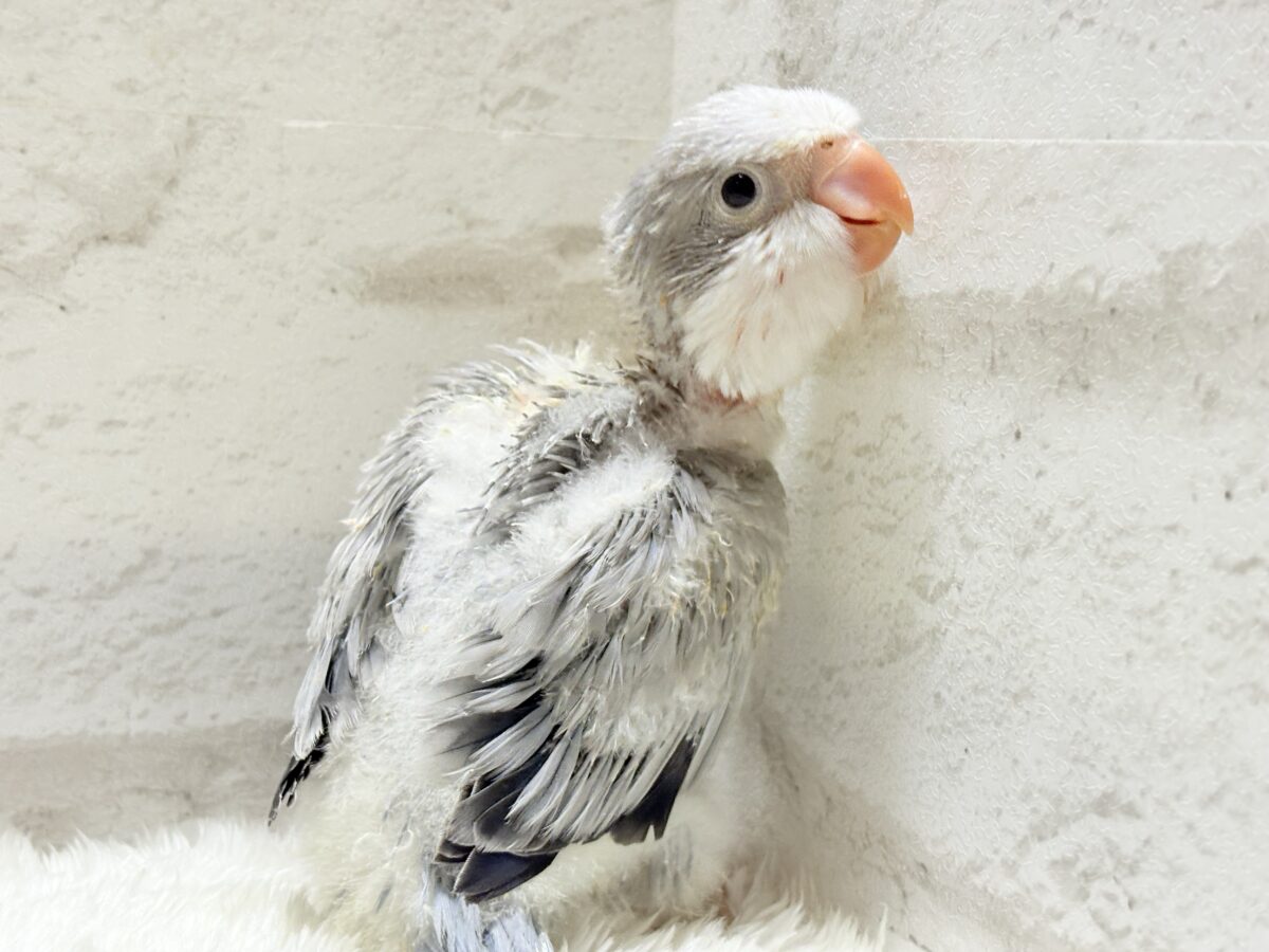 【最新画像更新🪄もうすぐひとり餌☆】誰より鳴くよ♬*°ウケケケケッ🐣🎶⸒⸒オキナインコ(コバルトオパーリン) ヒナ オキナインコ