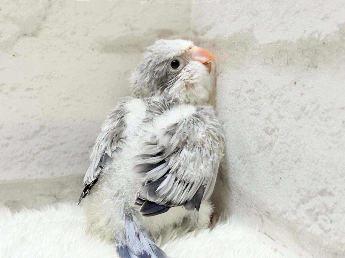 【最新画像更新🪄もうすぐひとり餌☆】誰より鳴くよ♬*°ウケケケケッ🐣🎶⸒⸒オキナインコ(コバルトオパーリン) ヒナ オキナインコ