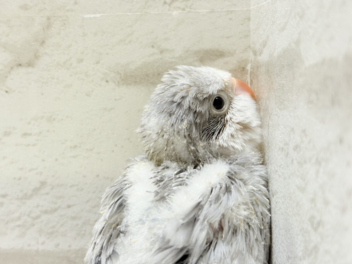 オキナインコ