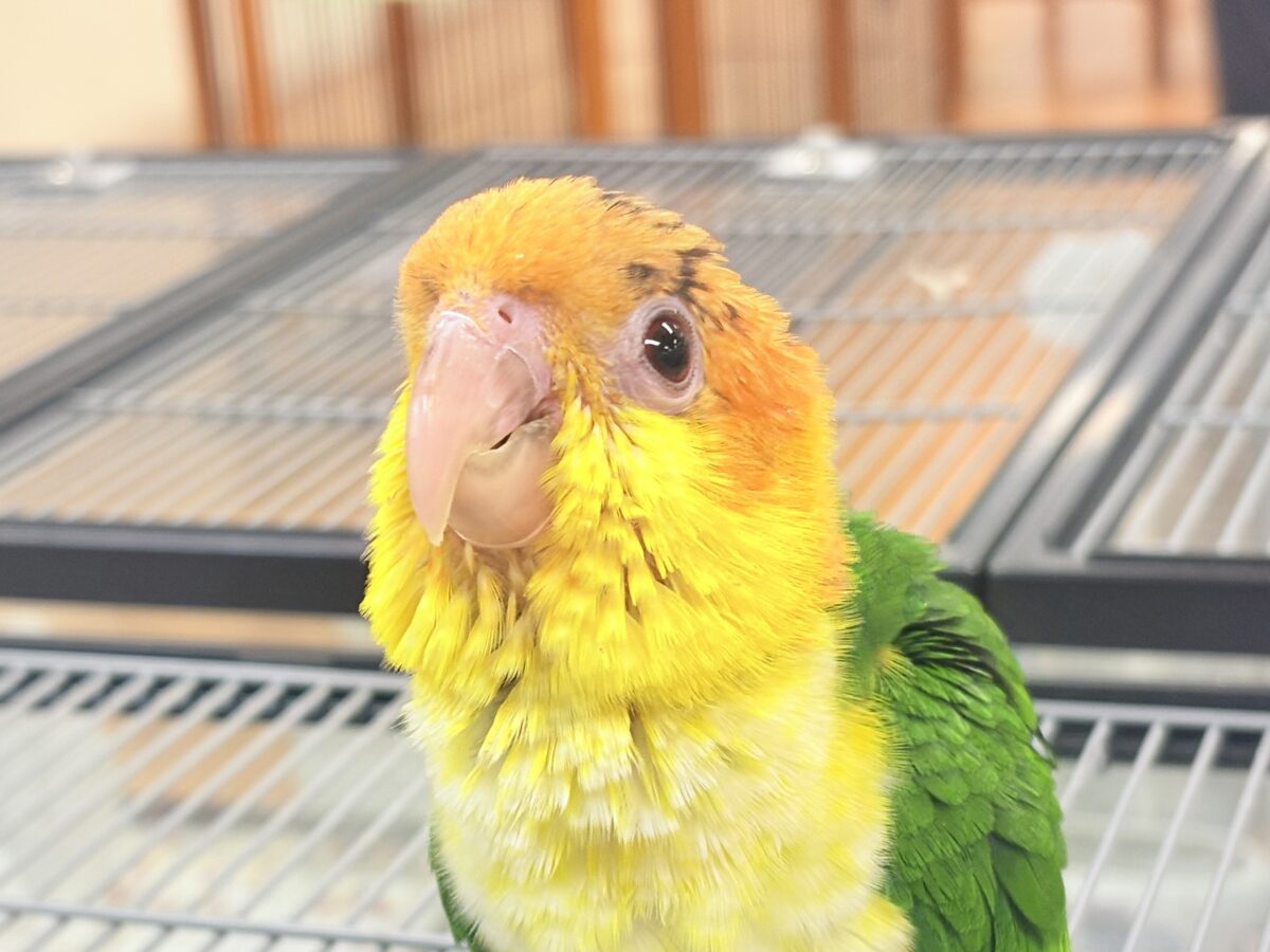 【最新画像】大きなおめめがチャームポイント💛💚シロハラインコ(ヒナ) シロハラインコ