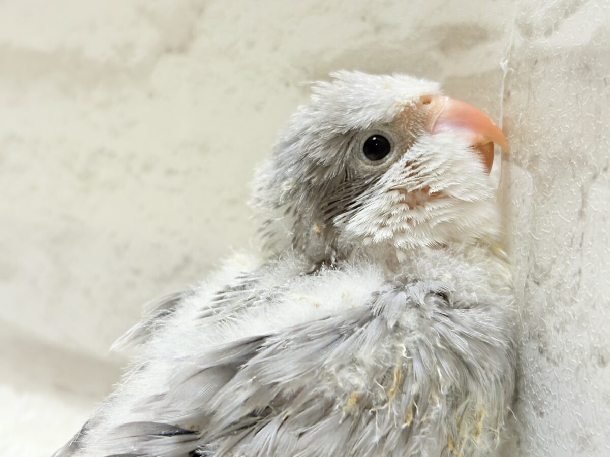 【最新画像更新🪄もうすぐひとり餌☆】誰より鳴くよ♬*°ウケケケケッ🐣🎶⸒⸒オキナインコ(コバルトオパーリン) ヒナ オキナインコ