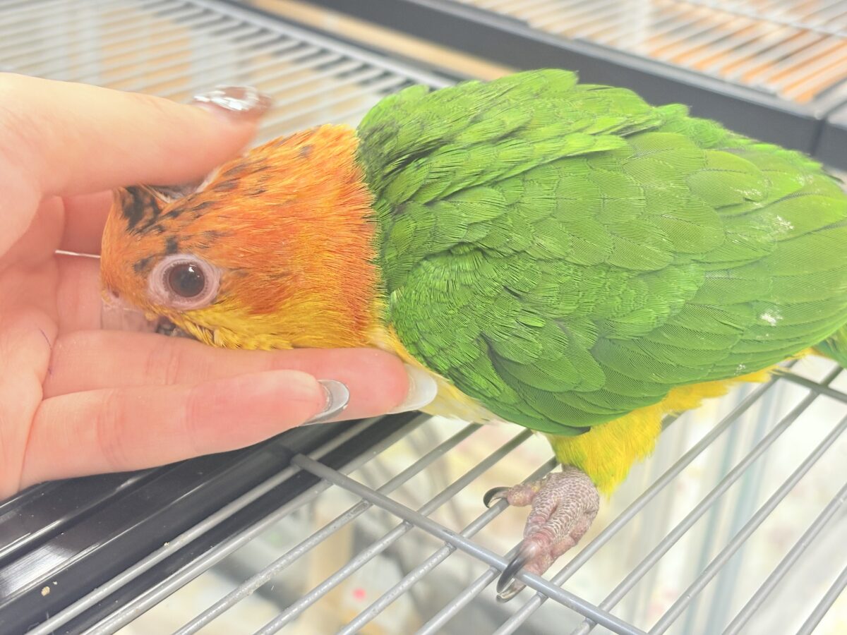 【最新画像】大きなおめめがチャームポイント💛💚シロハラインコ(ヒナ) シロハラインコ