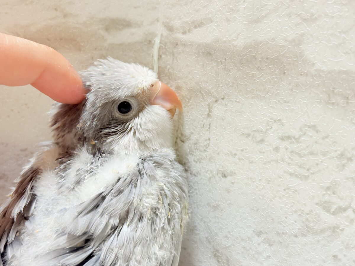 オキナインコ