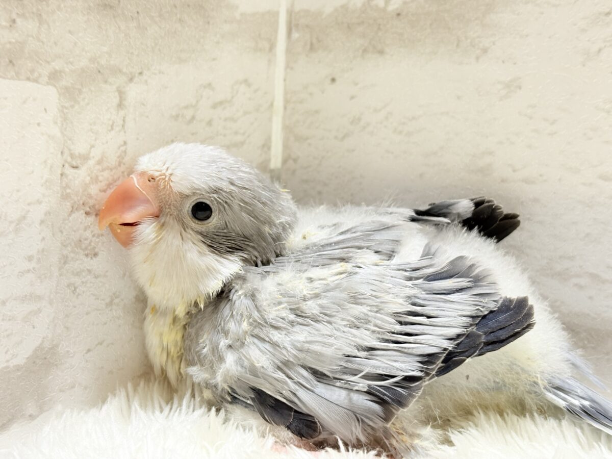 オキナインコ