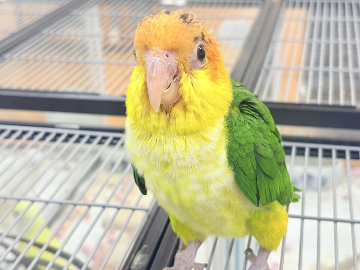 【最新画像】大きなおめめがチャームポイント💛💚シロハラインコ(ヒナ) シロハラインコ
