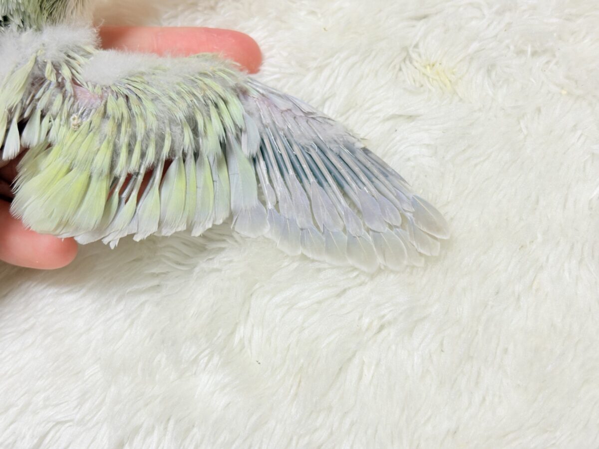 【最新画像更新🪄】淡い淡い禁断の果実🐣🍏オキナインコ(アクアブルーパリドイノ) ヒナ オキナインコ