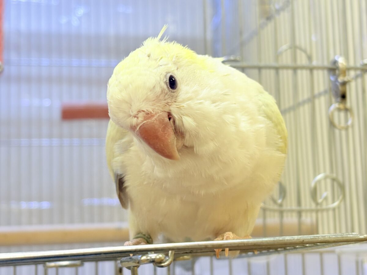 【最新画像】ファンシーポップ🍬🪅🫧オキナインコ(アクアブルーパリドオパーリン) オキナインコ