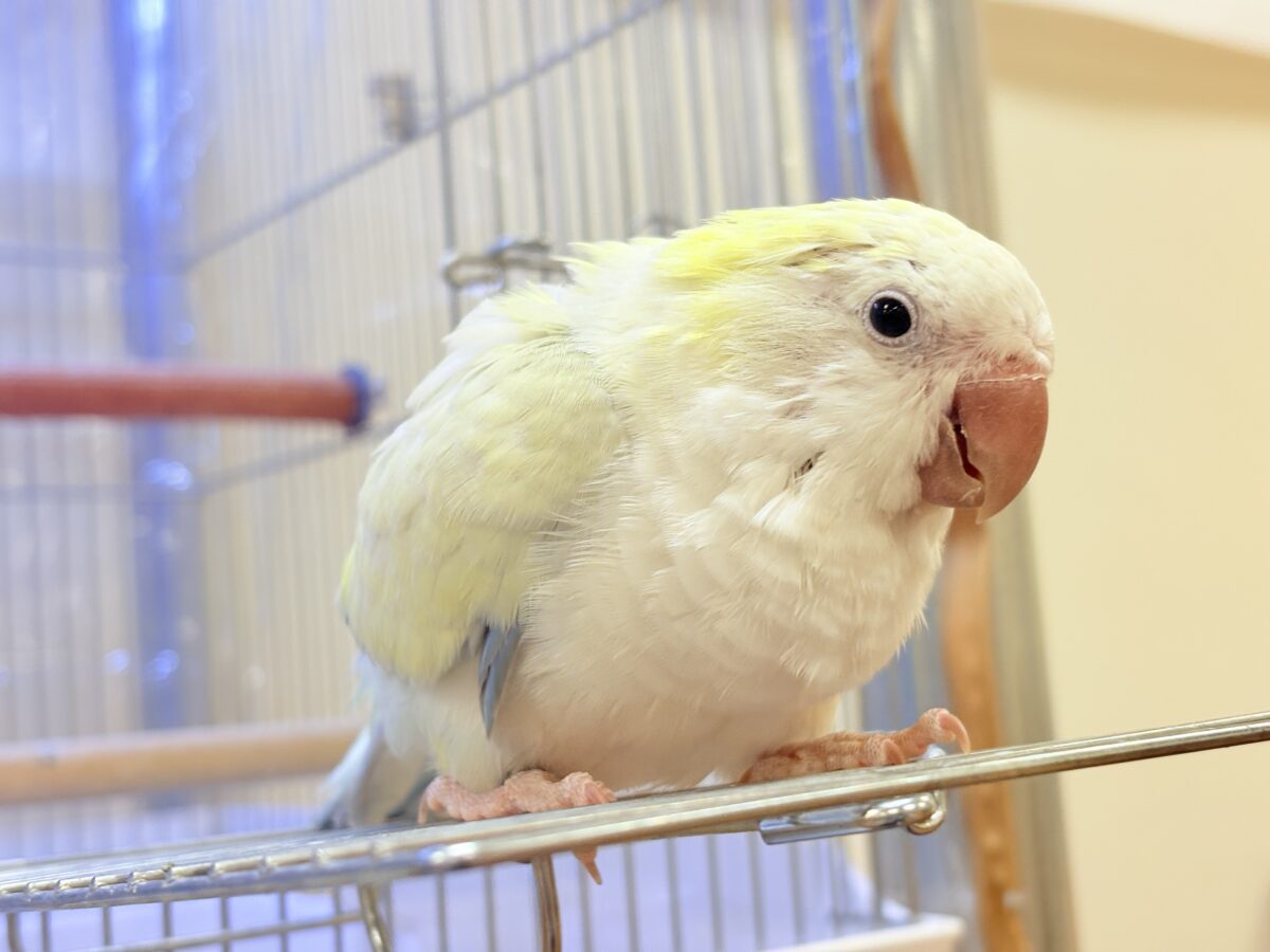 【最新画像】ファンシーポップ🍬🪅🫧オキナインコ(アクアブルーパリドオパーリン) オキナインコ