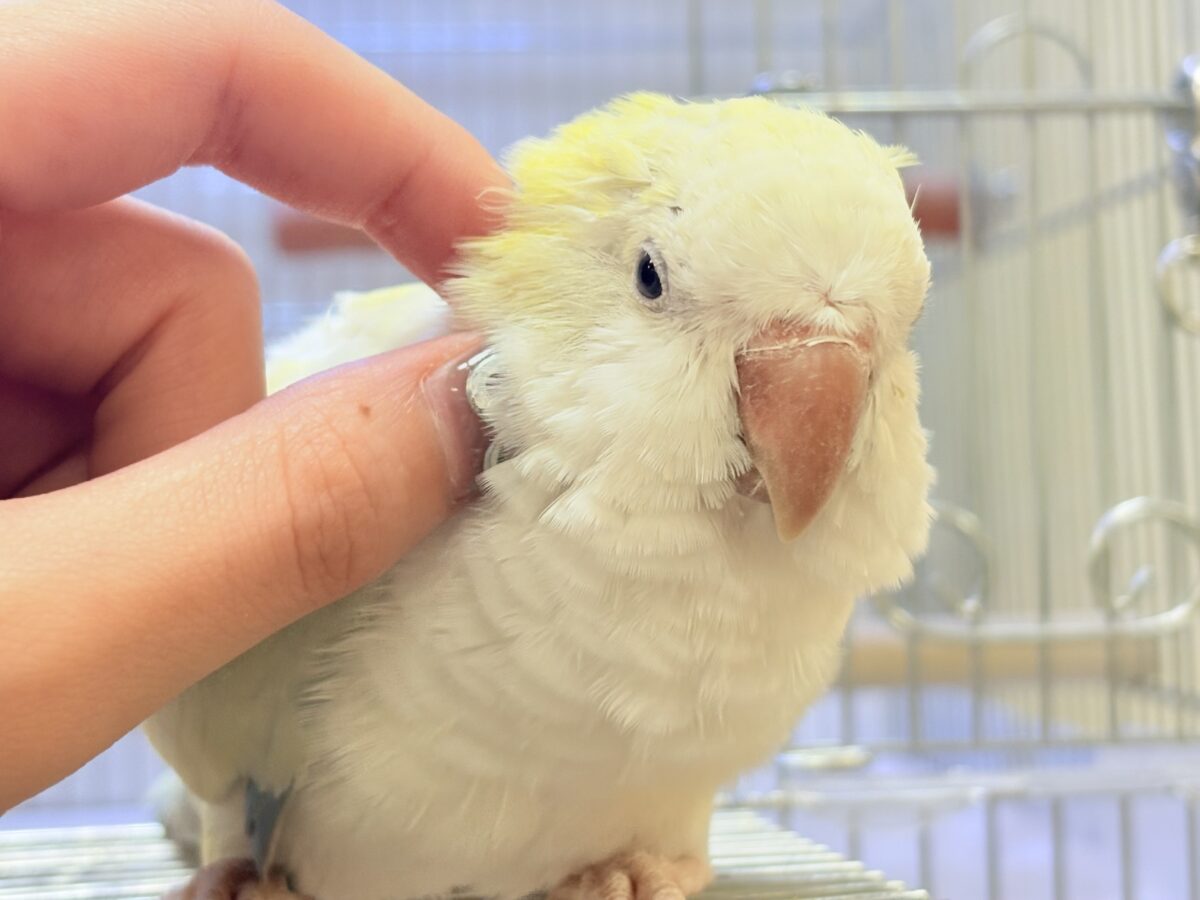 【最新画像】ファンシーポップ🍬🪅🫧オキナインコ(アクアブルーパリドオパーリン) オキナインコ