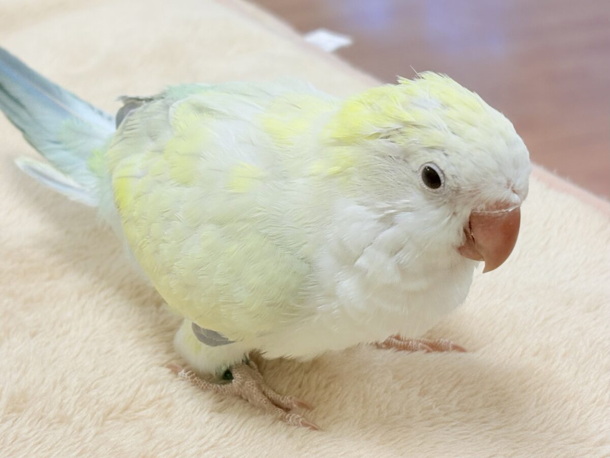 【最新画像】ファンシーポップ🍬🪅🫧オキナインコ(アクアブルーパリドオパーリン) オキナインコ