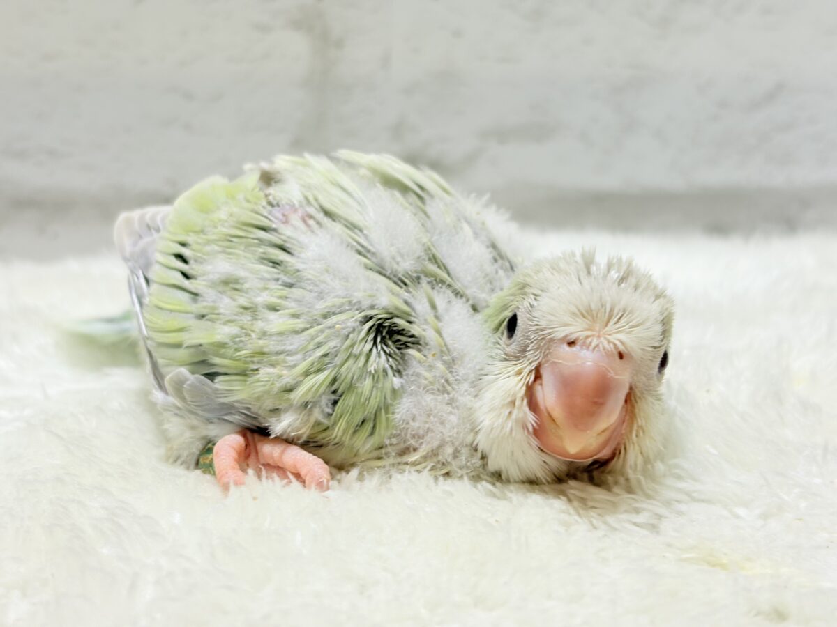 【最新画像更新🪄】淡い淡い禁断の果実🐣🍏オキナインコ(アクアブルーパリドイノ) ヒナ オキナインコ