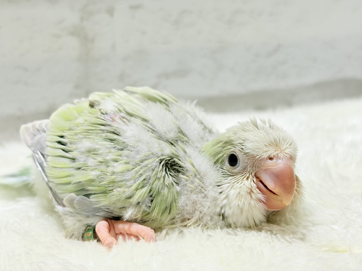 【最新画像更新🪄】淡い淡い禁断の果実🐣🍏オキナインコ(アクアブルーパリドイノ) ヒナ オキナインコ
