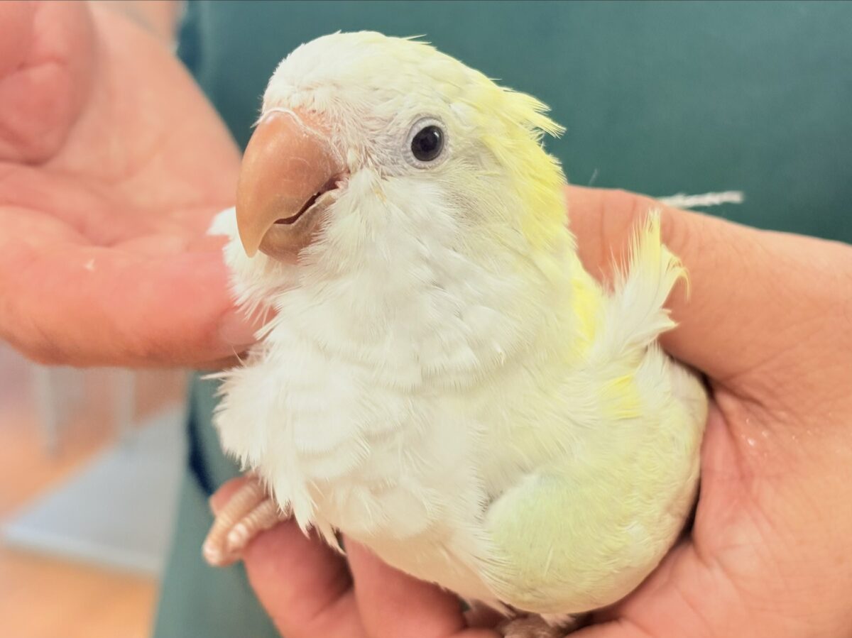【最新画像】ファンシーポップ🍬🪅🫧オキナインコ(アクアブルーパリドオパーリン) オキナインコ