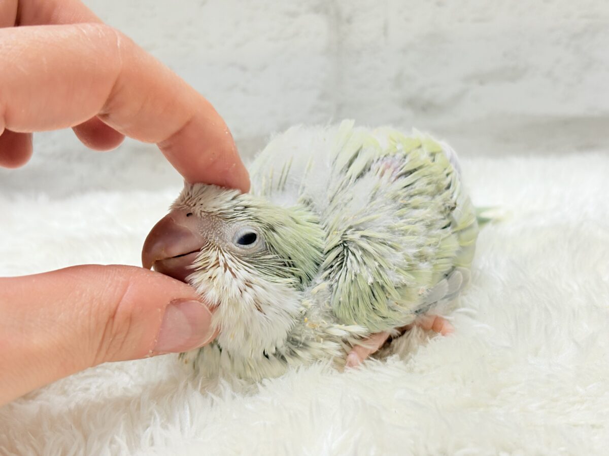 【最新画像更新🪄】淡い淡い禁断の果実🐣🍏オキナインコ(アクアブルーパリドイノ) ヒナ オキナインコ