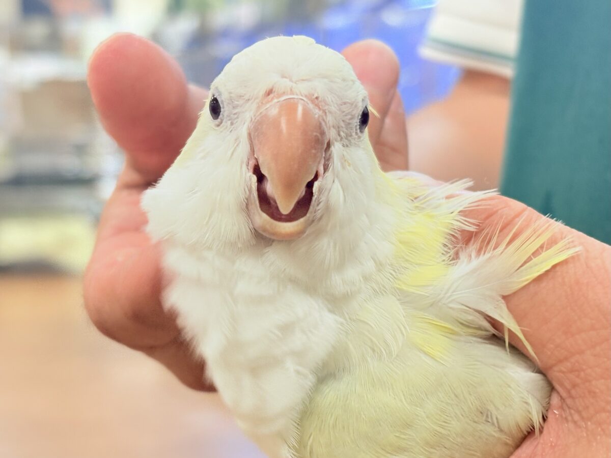 【最新画像】ファンシーポップ🍬🪅🫧オキナインコ(アクアブルーパリドオパーリン) オキナインコ
