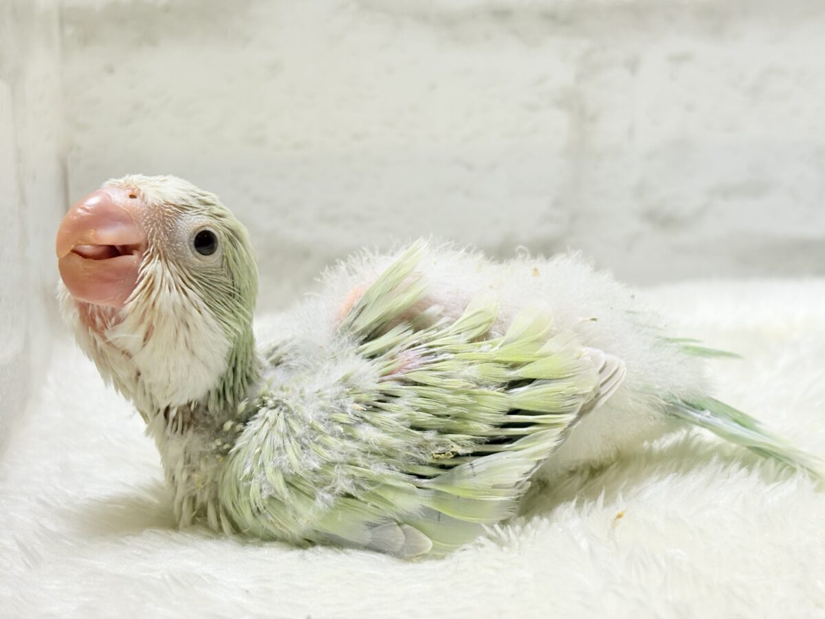【最新画像更新🪄】淡い淡い禁断の果実🐣🍏オキナインコ(アクアブルーパリドイノ) ヒナ オキナインコ