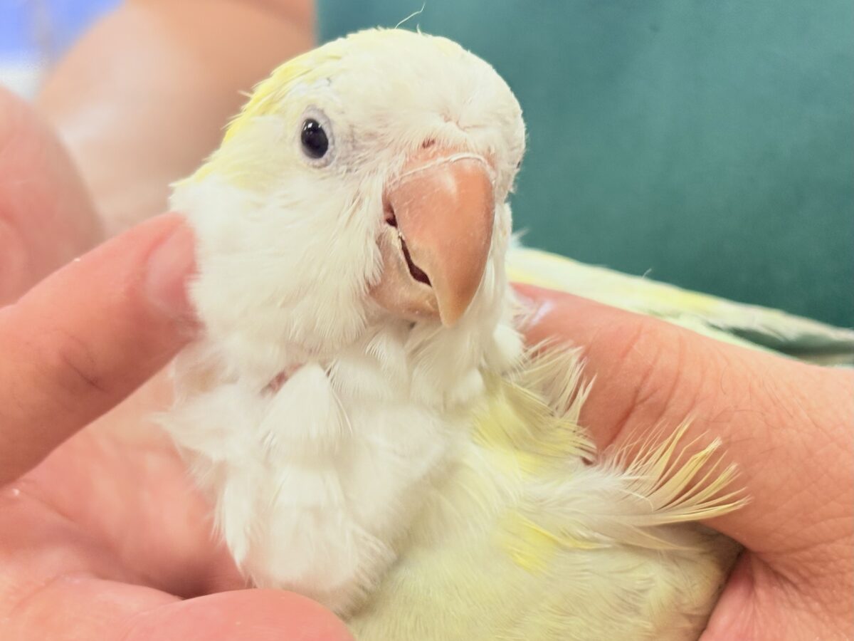 【最新画像】ファンシーポップ🍬🪅🫧オキナインコ(アクアブルーパリドオパーリン) オキナインコ