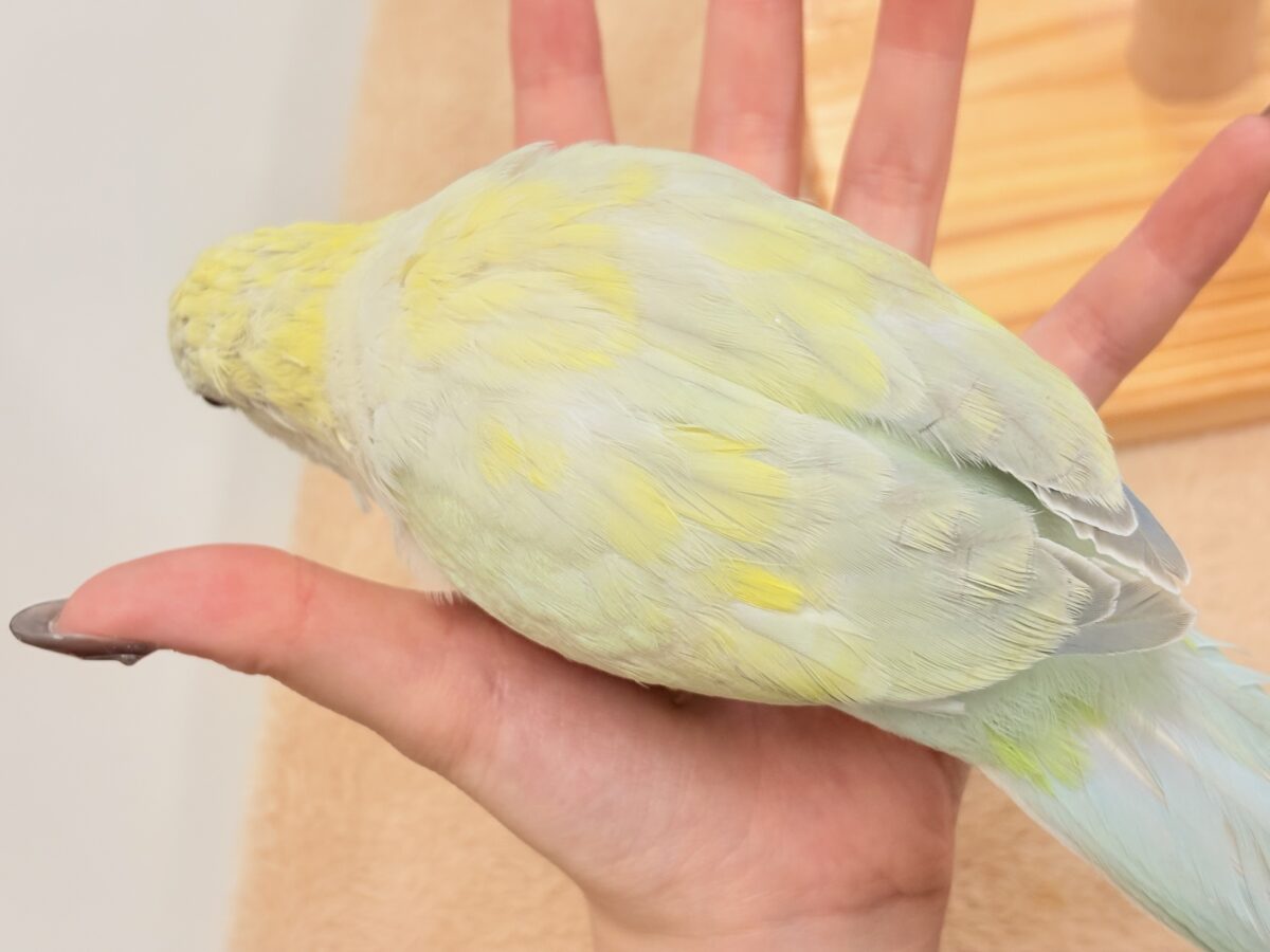 【最新画像】ファンシーポップ🍬🪅🫧オキナインコ(アクアブルーパリドオパーリン) オキナインコ