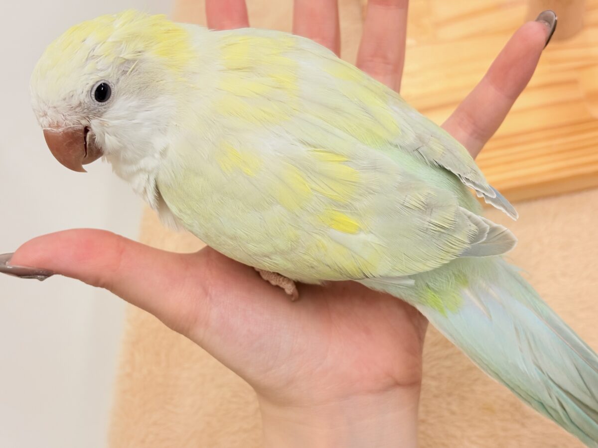 【最新画像】ファンシーポップ🍬🪅🫧オキナインコ(アクアブルーパリドオパーリン) オキナインコ