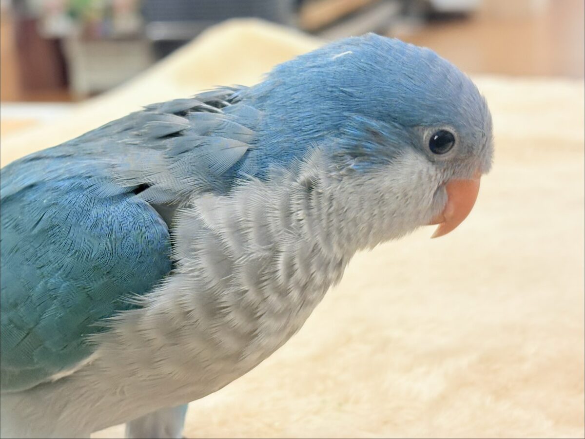 オキナインコ