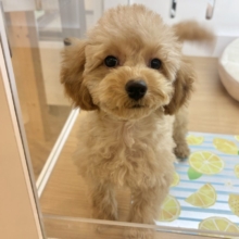 超ホヤホヤ最新画像✨私の愛の叫びを受け止めて〜♥トイプードルちゃん！