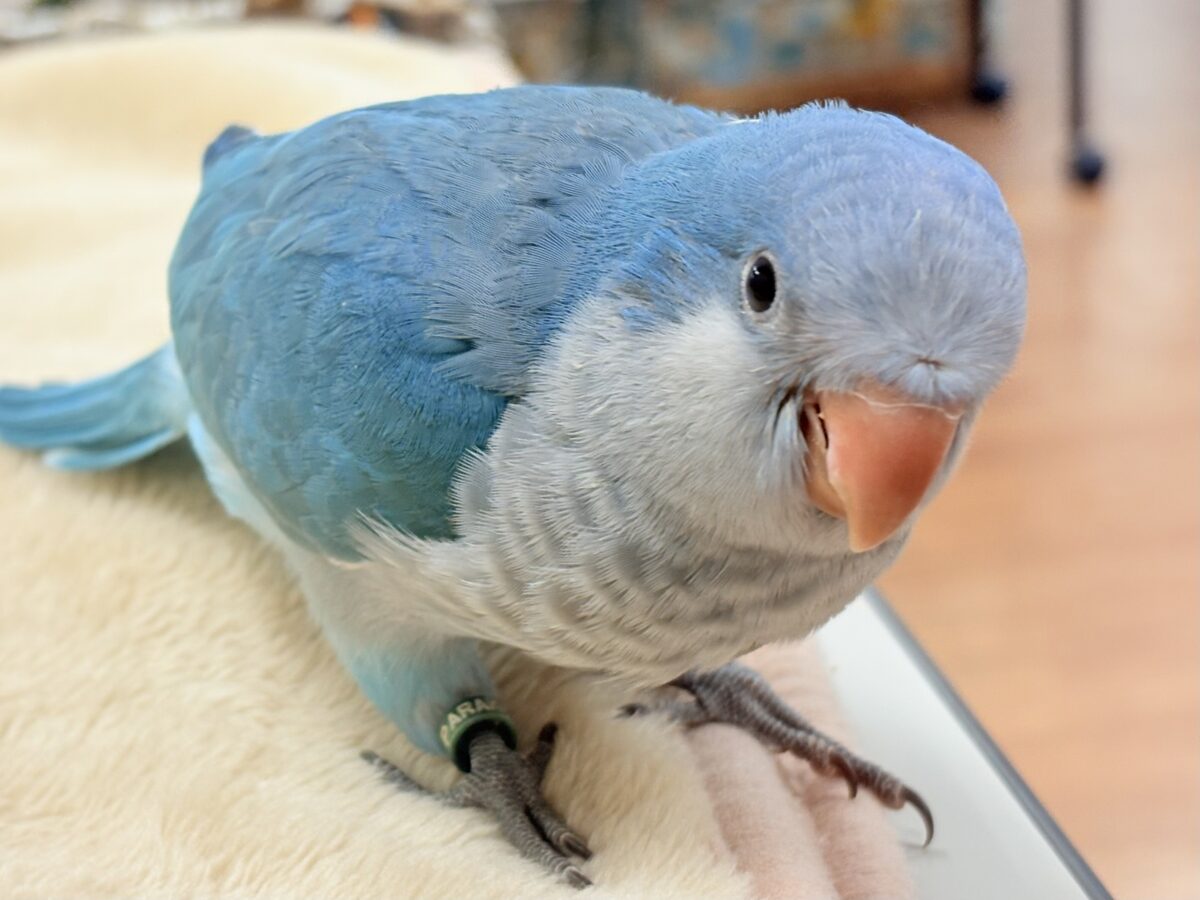 オキナインコ