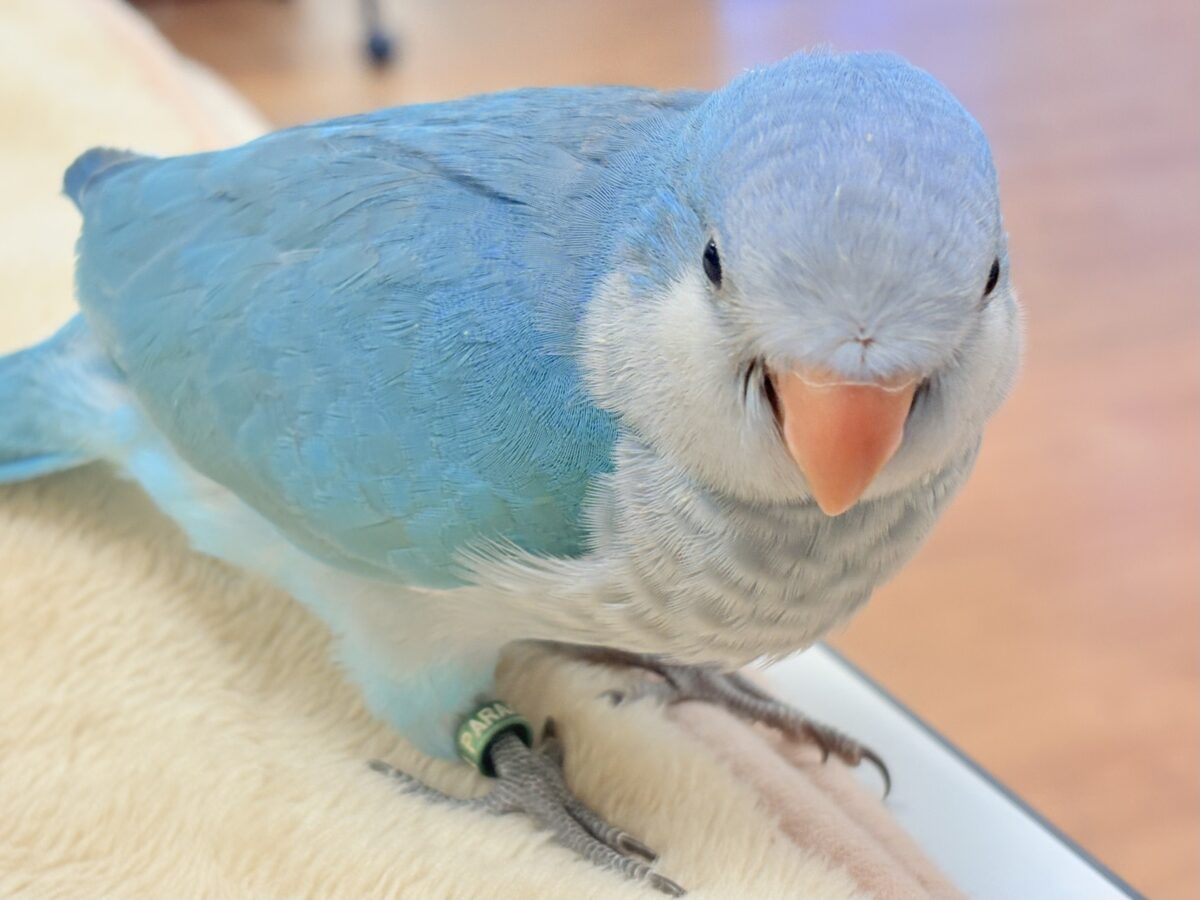 オキナインコ