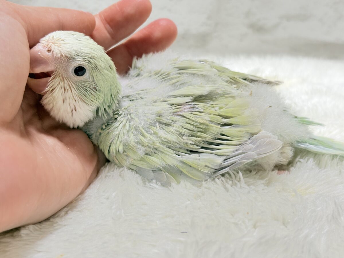 【最新画像更新🪄】淡い淡い禁断の果実🐣🍏オキナインコ(アクアブルーパリドイノ) ヒナ オキナインコ