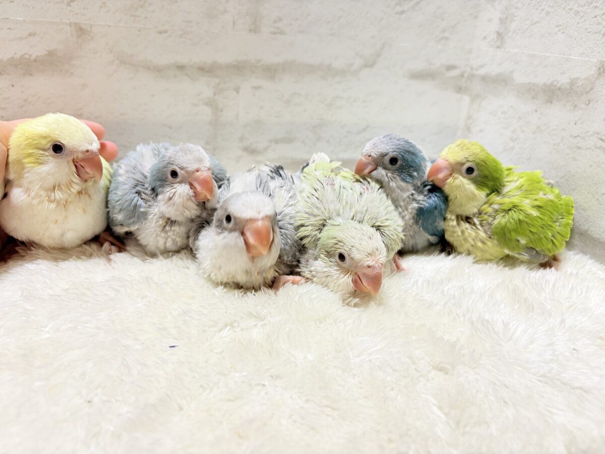 オキナインコ