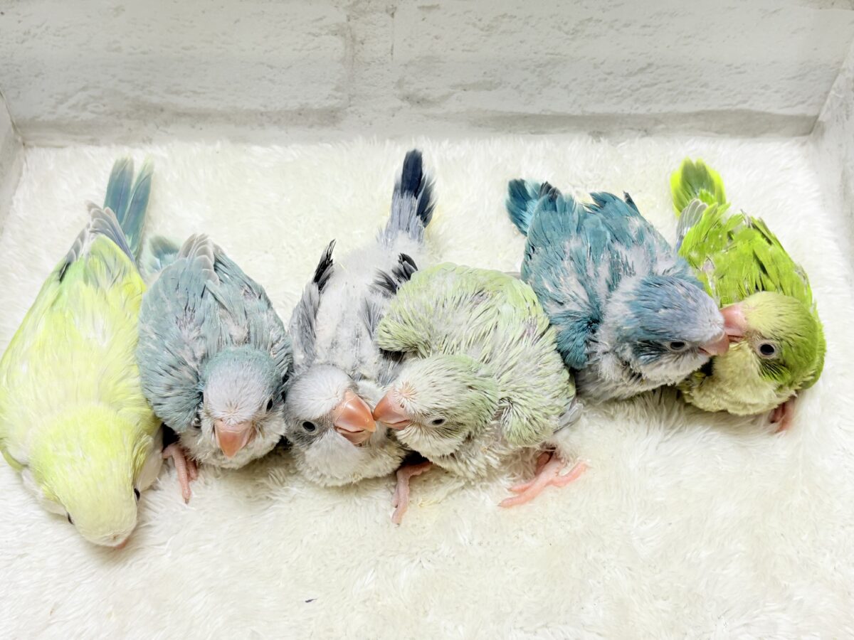 【最新画像更新🪄もうすぐひとり餌☆】誰より鳴くよ♬*°ウケケケケッ🐣🎶⸒⸒オキナインコ(コバルトオパーリン) ヒナ オキナインコ