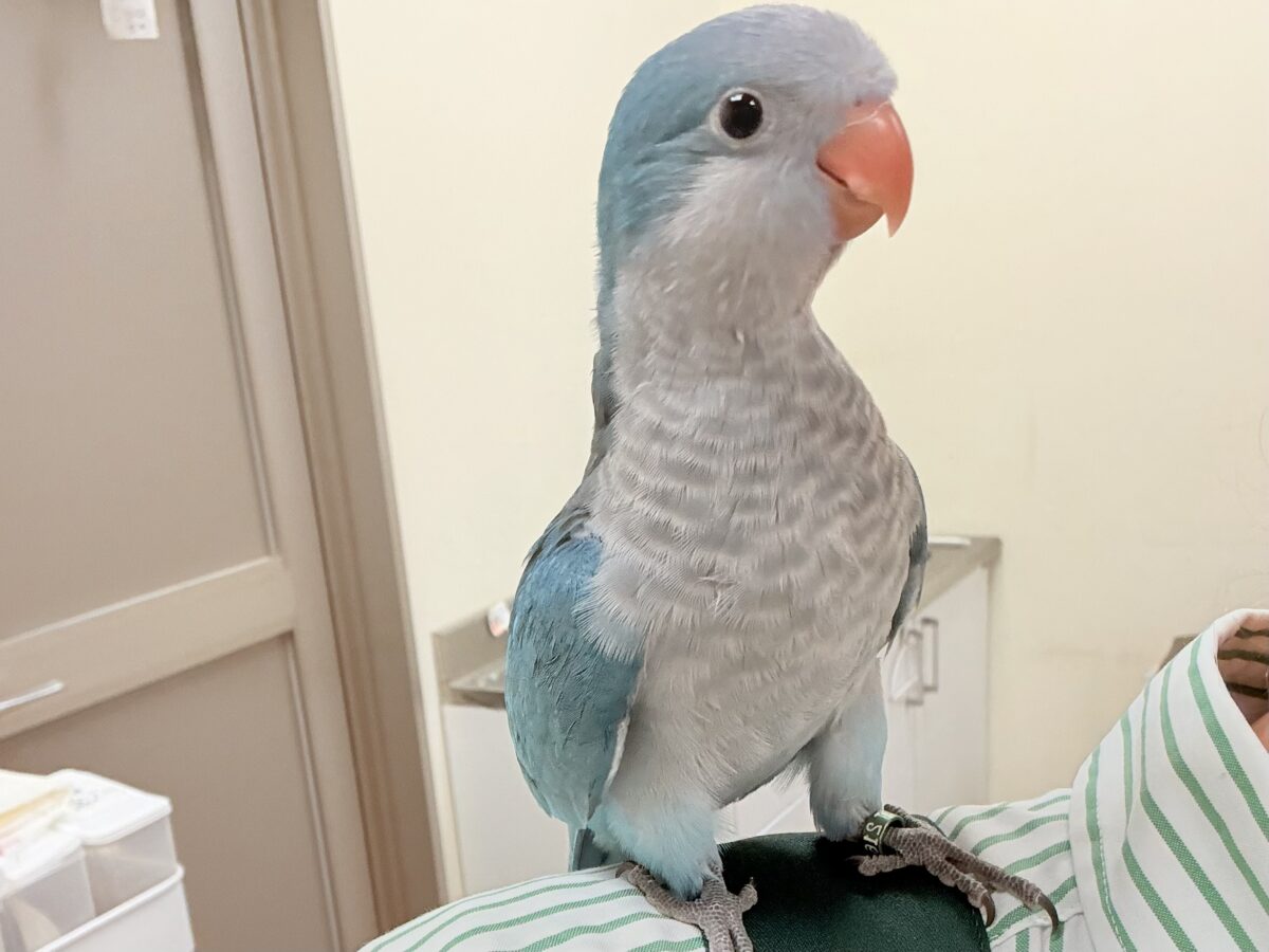 オキナインコ