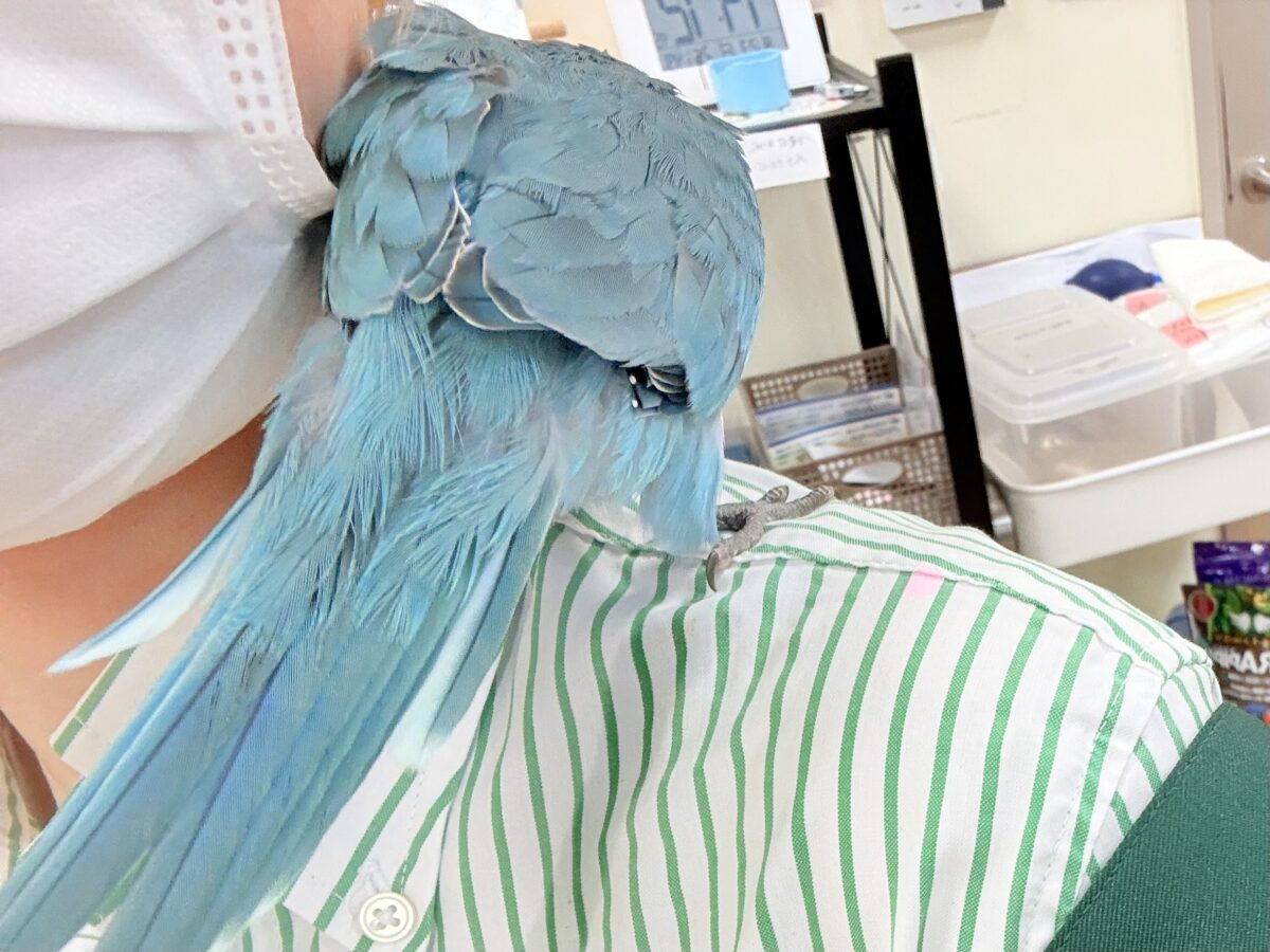 オキナインコ