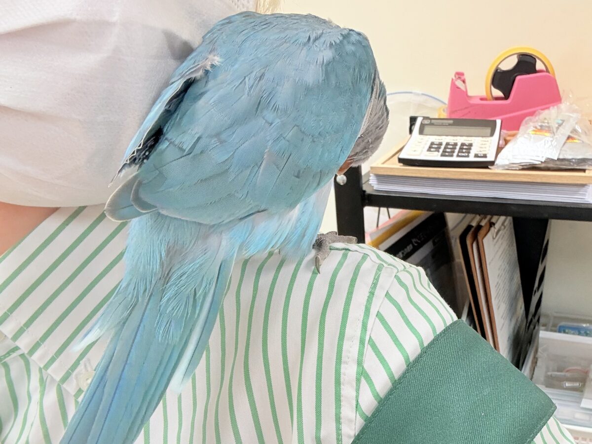 オキナインコ