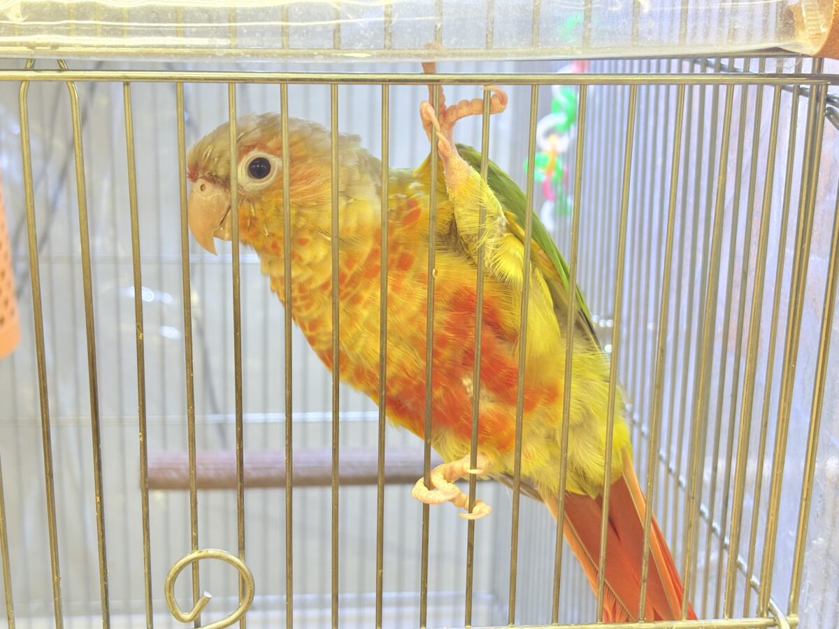 【最新画像】常夏色🍍🏖💕カキカキ好きな甘えんぼ♡ウロコインコ(パイナップル) ホオミドリウロコインコ
