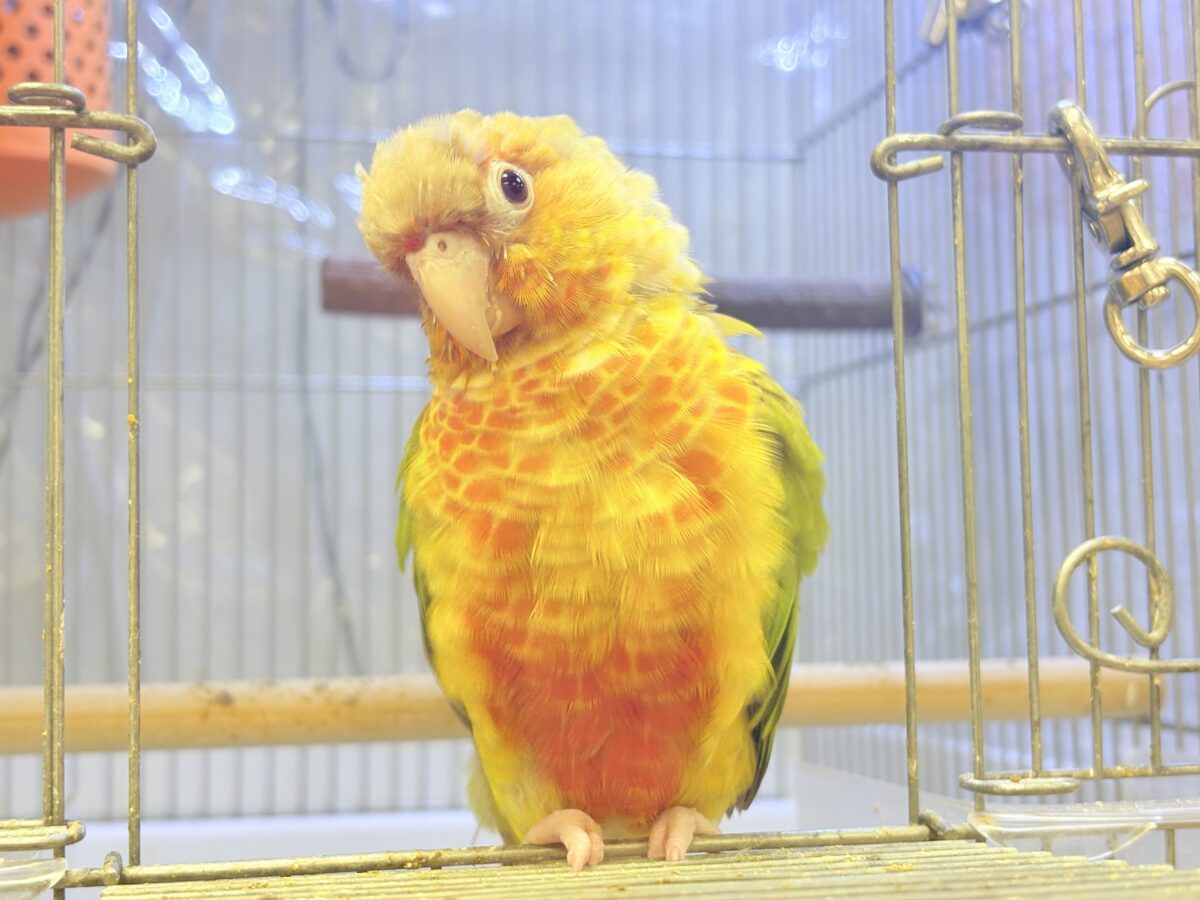 【最新画像】常夏色🍍🏖💕カキカキ好きな甘えんぼ♡ウロコインコ(パイナップル) ホオミドリウロコインコ