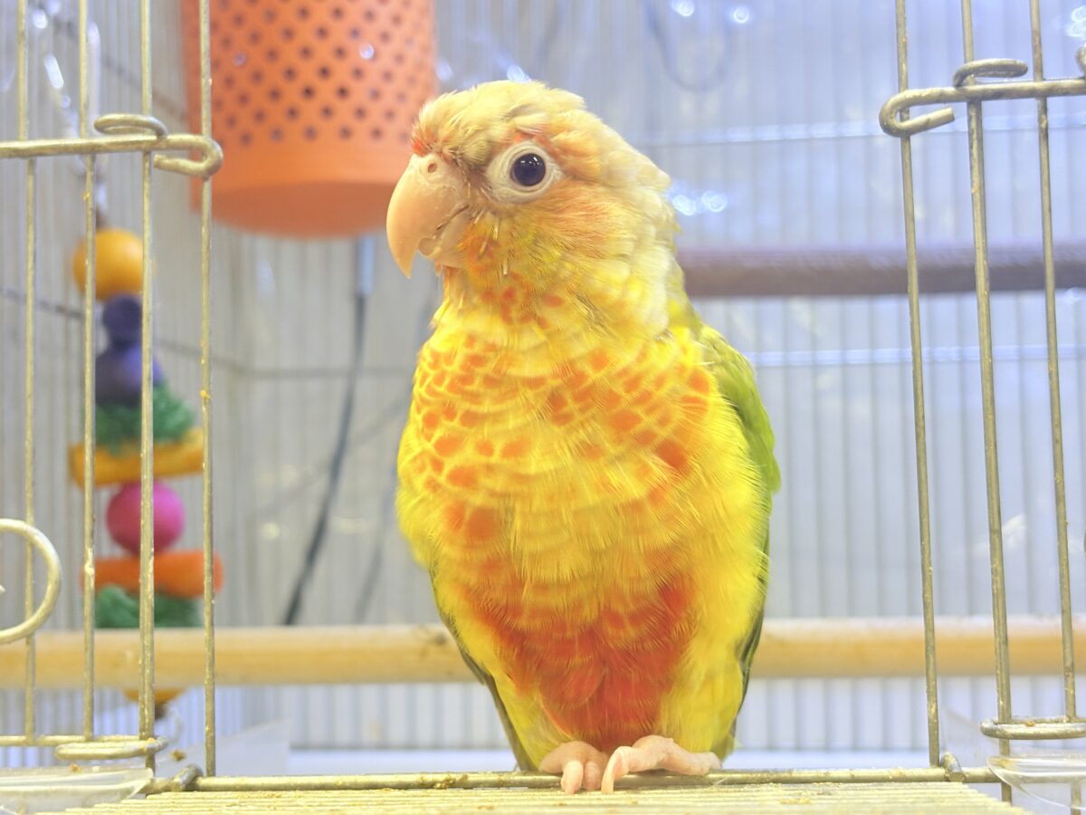 【最新画像】常夏色🍍🏖💕カキカキ好きな甘えんぼ♡ウロコインコ(パイナップル) ホオミドリウロコインコ
