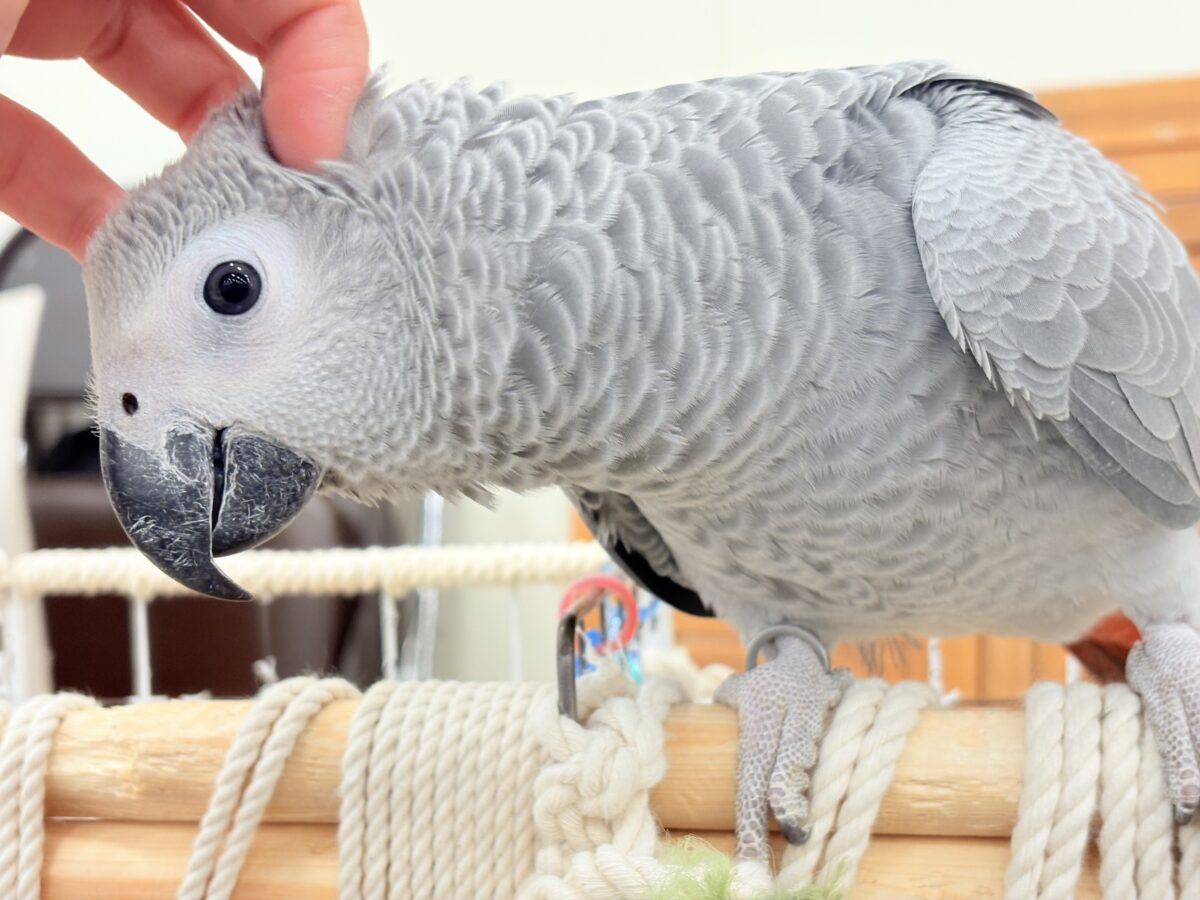 【動画更新🪄】甘々ちゃんにメロメロになる準備出来てますか?💝ヨウム(女の子) ヨウム