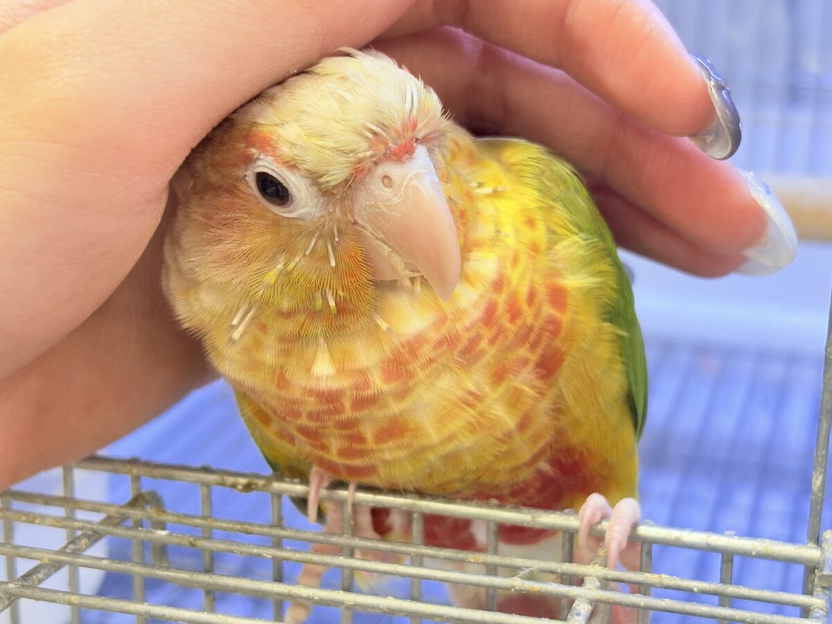 【最新画像】常夏色🍍🏖💕カキカキ好きな甘えんぼ♡ウロコインコ(パイナップル) ホオミドリウロコインコ
