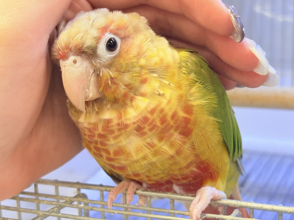 【最新画像】常夏色🍍🏖💕カキカキ好きな甘えんぼ♡ウロコインコ(パイナップル) ホオミドリウロコインコ