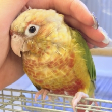 【最新画像】常夏色🍍🏖💕カキカキ好きな甘えんぼ♡ウロコインコ(パイナップル)
