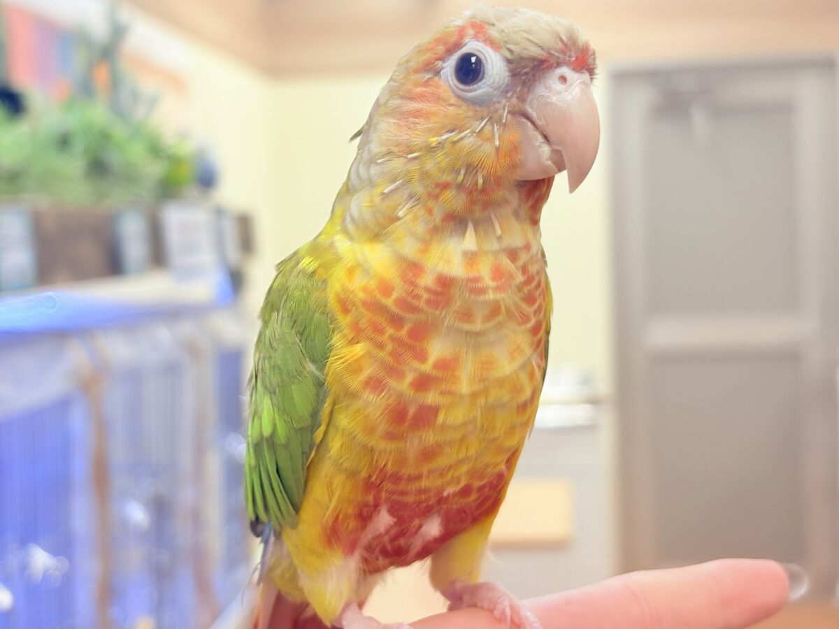 【最新画像】常夏色🍍🏖💕カキカキ好きな甘えんぼ♡ウロコインコ(パイナップル) ホオミドリウロコインコ