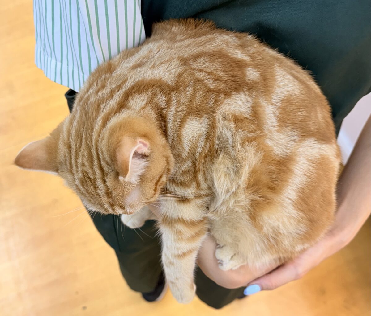 最新📷久しぶりのアメショが来ました☺️ アメリカンショートヘア