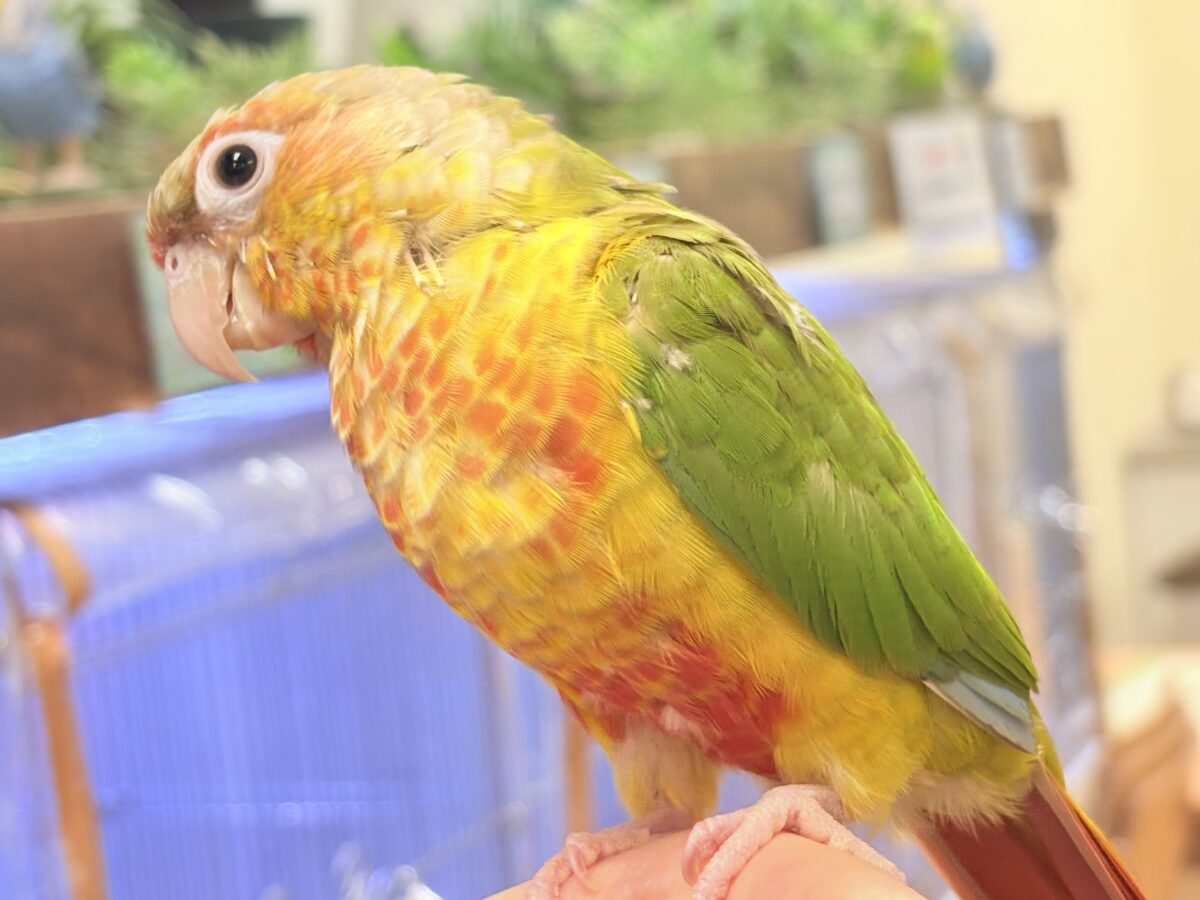 【最新画像】常夏色🍍🏖💕カキカキ好きな甘えんぼ♡ウロコインコ(パイナップル) ホオミドリウロコインコ