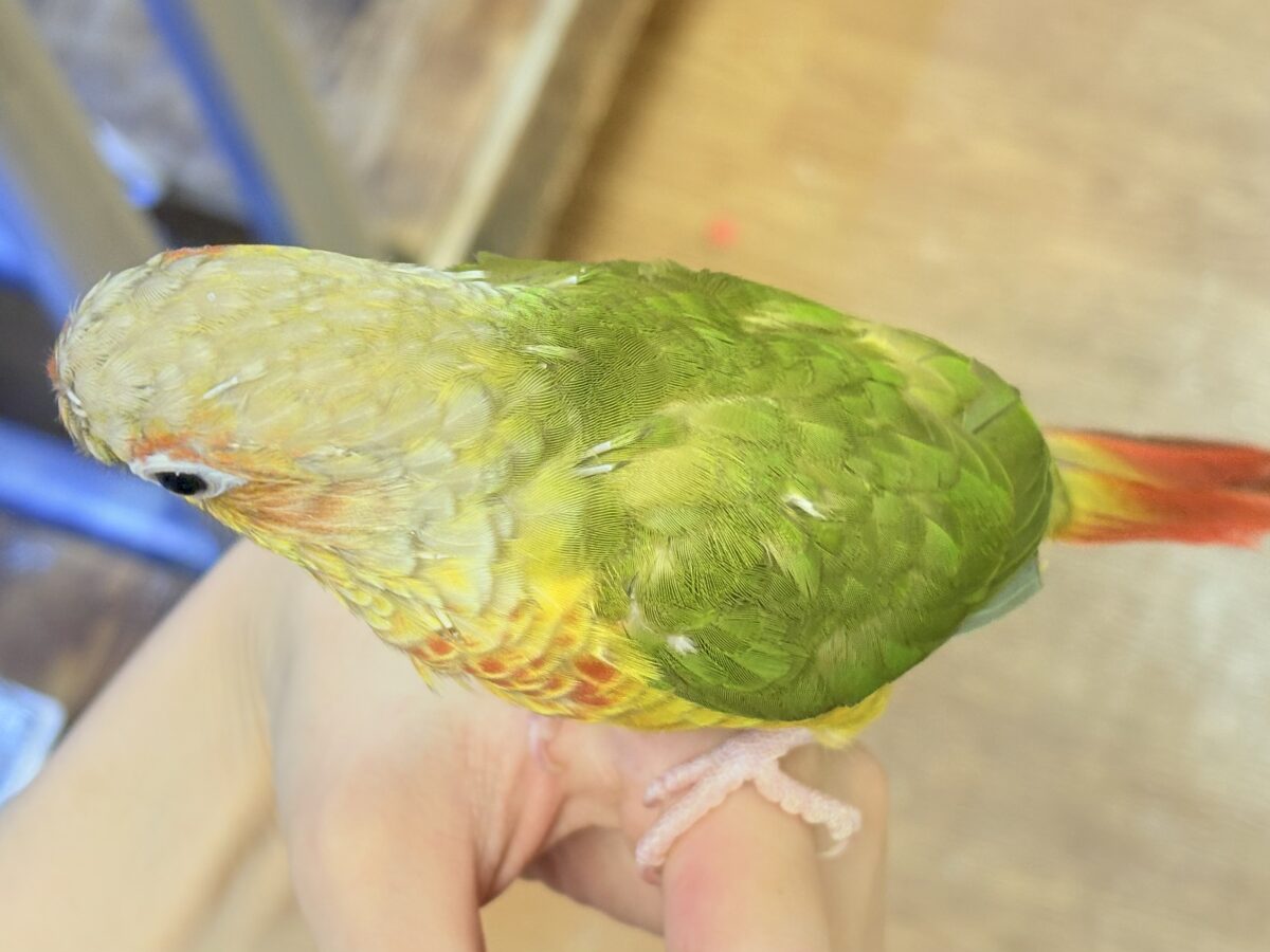 【最新画像】常夏色🍍🏖💕カキカキ好きな甘えんぼ♡ウロコインコ(パイナップル) ホオミドリウロコインコ