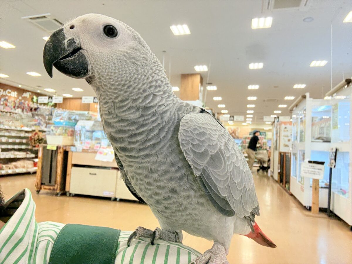 【動画更新🪄】甘々ちゃんにメロメロになる準備出来てますか?💝ヨウム(女の子) ヨウム