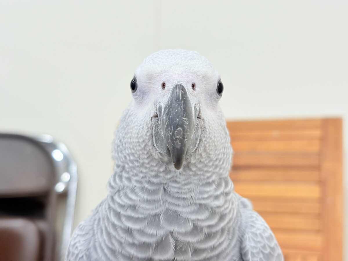 【動画更新🪄】甘々ちゃんにメロメロになる準備出来てますか?💝ヨウム(女の子) ヨウム