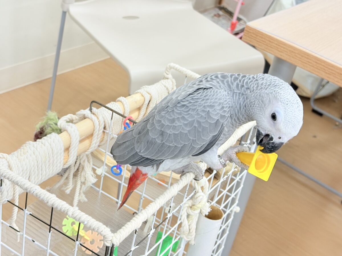 【動画更新🪄】甘々ちゃんにメロメロになる準備出来てますか?💝ヨウム(女の子) ヨウム